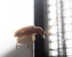 Ptilodactyla