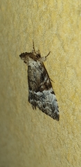 Alophosoma emmelopis