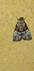 Alophosoma emmelopis