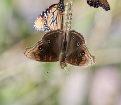 Junonia nigrosuffusa