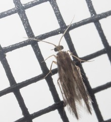 Schreckensteinia erythriella