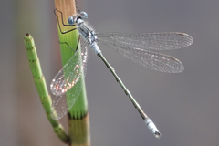 Lestes disjunctus