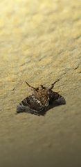 Alophosoma emmelopis