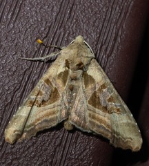 Phlogophora iris