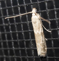 Phycitinae