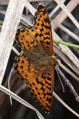 Boloria chariclea