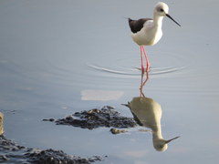 Himantopus himantopus