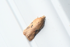 Acleris cervinana