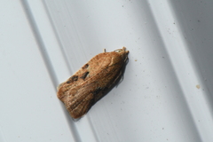 Acleris cervinana