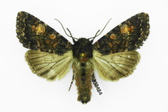 Apamea rubrirena