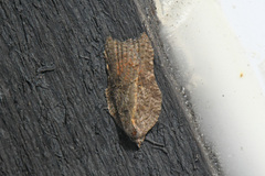 Acleris effractana