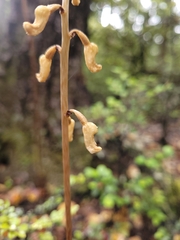 Gastrodia cunninghamii