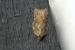 Acleris effractana
