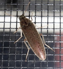 Synchroa punctata