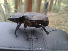 Trypoxylus dichotomus