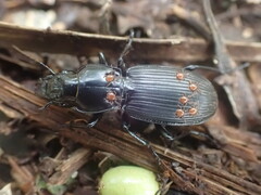 Plocamostethus planiusculus
