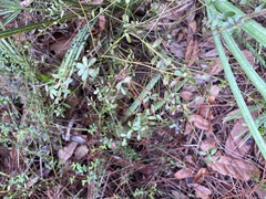 Vaccinium myrsinites