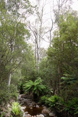 Eucalyptus viminalis viminalis