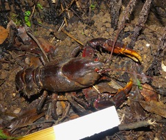Euastacus hystricosus