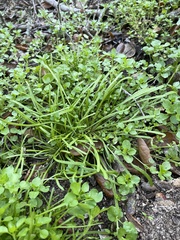 Claytonia parviflora