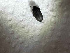Asiopus minimus