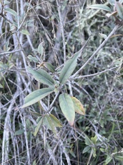 Frangula californica