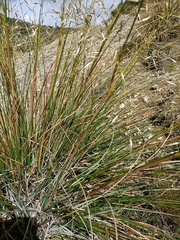 Chionochloa
