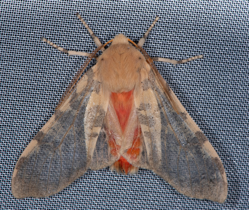 Edwards' Glassy-wing