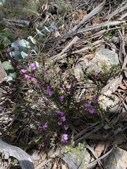 Tetratheca pilosa