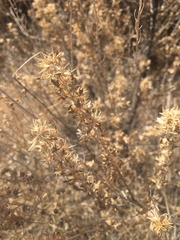 Brickellia laciniata