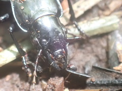 Plocamostethus planiusculus