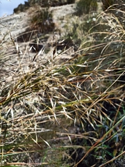 Chionochloa