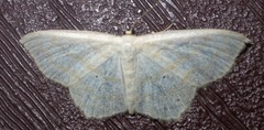 Scopula limboundata