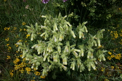 Onosma fastigiata