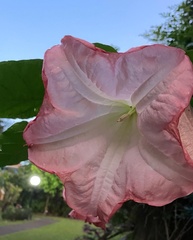 Brugmansia