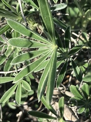 Lupinus longifolius