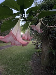 Brugmansia