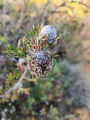 Isopogon dubius