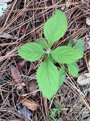 Callicarpa americana