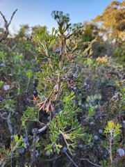 Isopogon dubius