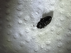 Asiopus minimus