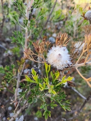 Isopogon dubius
