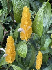 Pachystachys lutea