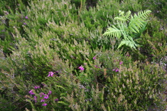 Ericeae