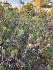 Isopogon dubius