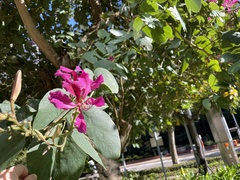 Bauhinia macranthera