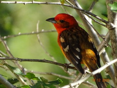 Piranga bidentata