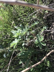 Lupinus longifolius