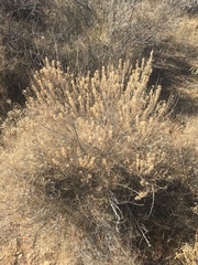 Brickellia laciniata