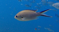 Azurina multilineata